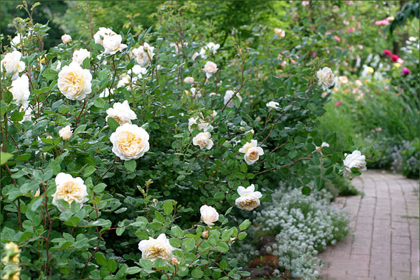 Hoa hồng trắng thuộc loại hồng leo kim tuyết